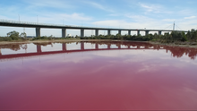 Pink lake at Westgate Park 