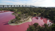 Pink lake at Westgate Park 