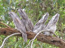 Tawny Frogmouth 