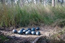 Emu Eggs - Barmah National Park