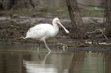 Spoonbill - Barmah National Park
