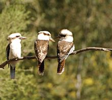 Kookaburras