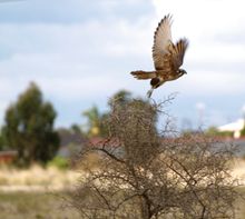 Brown Falcon - Woodlands Historic Park