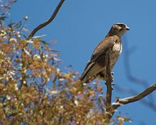 Brown Falcon - Woodlands Historic Park