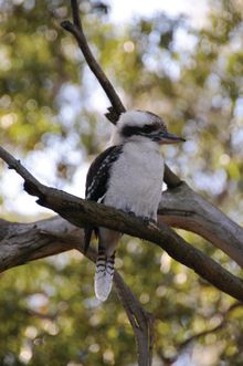 Kookaburra