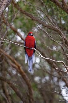 Crimson Rosella - Wilsons Promontory National Park