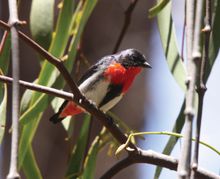 Mistletoe Bird - Warby Ovens National Park