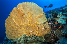 Gorgonian fan Christmas Island