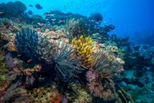 Christmas Island reef