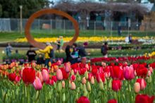 Floriade – Australia’s biggest celebration of spring – returns to Canberra for the 30th year from Saturday 16 September until Sunday 15 October 2017. 