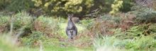 Local Alkina Residents
