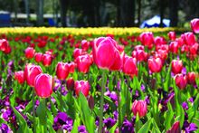 Fields of Tulips