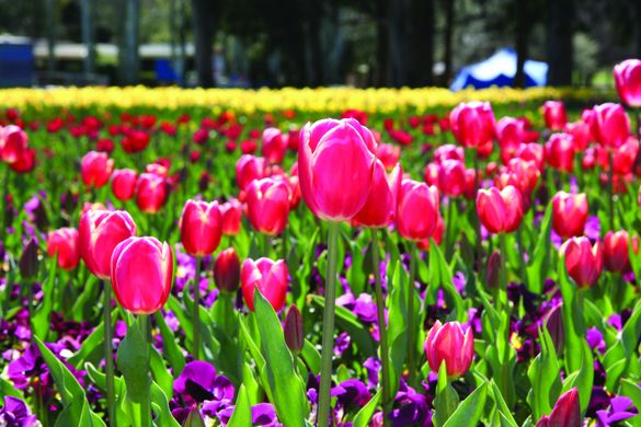 Fields of Tulips