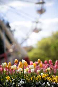Tulips at Floriade in Canberra