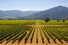 Chilean wines