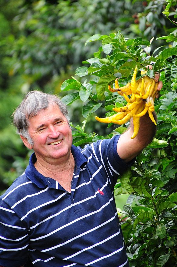 Tweed farmer, Buck Buchanan, shows off the unique Buddha's hands fruit