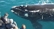 Up close with a southern right whale