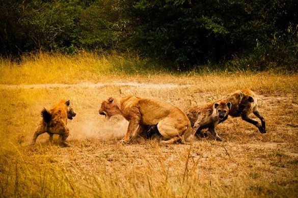 Lion vs Hyena