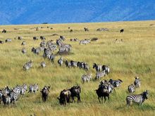 Wildebeest and Zebras