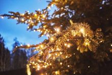 Festive Spirit