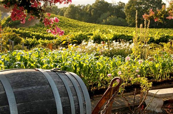 Sonoma Wine Country offers the good life in California, just 45 minutes from San Francisco