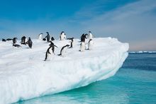 Penguins in  Antarctica