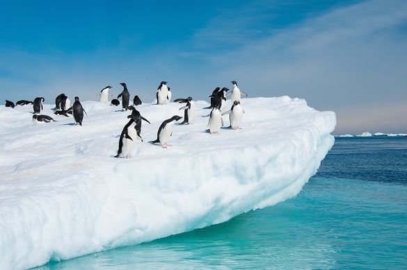 Penguins in  Antarctica