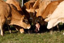 Artisan Butcher Alexandre Polmard with his White Aquintaine Cows
