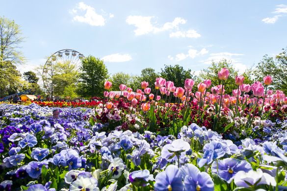 Tigerair's new flights to Brisbane arrive just in time for Floriade 2017. 
