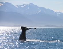 New Zealand's Kaikoura is an iconic destination for those wanting to catch a glimpse of sperm or humpback whales. 