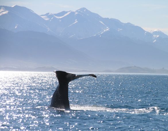 New Zealand's Kaikoura is an iconic destination for those wanting to catch a glimpse of sperm or humpback whales. 
