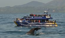 A whale plays to the admirers on a purpose-built whale watching boat owned and operated by Whale Watch Kaikoura, a popular eco tourism operator in New Zealand's eastern South Island