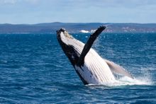 Whale breaching off the coast of Hervey Bay