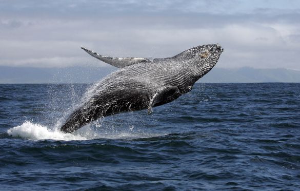 E-Ko Tours have added a whale watching option to the company’s year-round dolphin spotting and wildlife cruises in the Queen Charlotte Sound in Marlborough, New Zealand. E-Ko Tours have added a whale watching option to the company’s year-round dolphin spotting and wildlife cruises in the Queen Charlotte Sound in Marlborough, New Zealand.