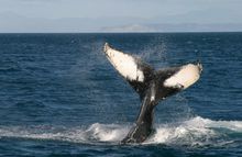 E-Ko Tours will offer groups of up to 14 passengers the chance to see the whales up close in the Queen Charlotte Sound during the winter months. 