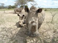 Endangered rhinos