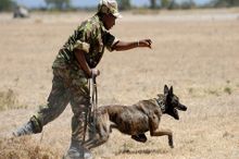 Dog in training