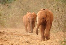 Kithaka and other elephants during Real Africa Trust visit to the Sheldrick Trust orphan's project