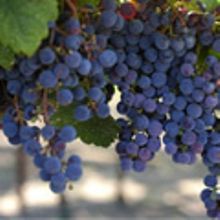Growing sustainable wine in Sonoma County