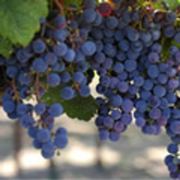Growing sustainable wine in Sonoma County