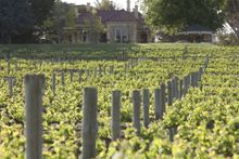 Penfolds Vineyards