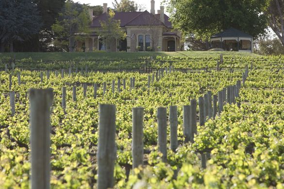 Penfolds Vineyards