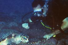 Diver with turtle at The Rising Sun Dive Centre Zanzibar 
