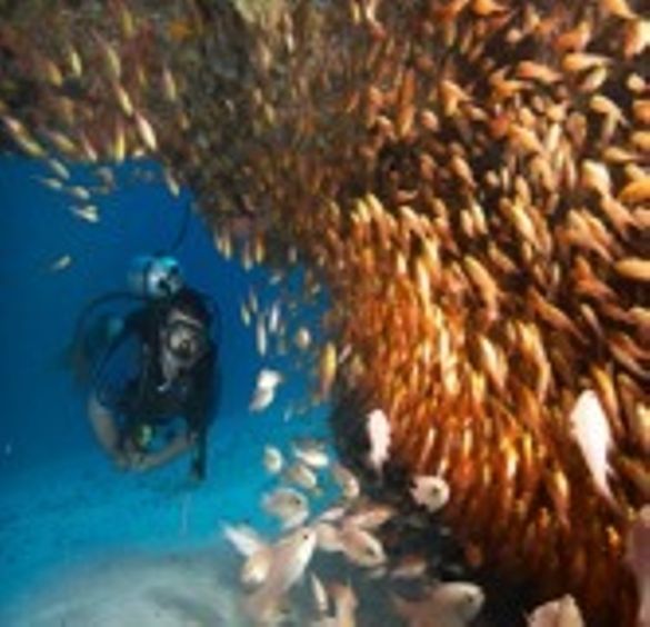 Rising Sun Dive Centre Zanzibar Rising Sun Dive Centre Zanzibar