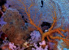 Amazing Coral at The Rising Sun Dive Centre Zanzibar 