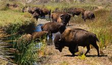 Bison roam Catalina Island's interior