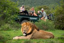 Kwandwe Lion Viewing