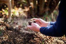 Enjoy The Truffle Festival - Canberra Region throughout winter in Canberra.