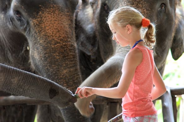 Elephant Sanctuary, Elephant Hills,  Khao Sok National Park, Thailand