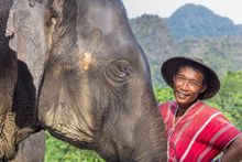 Mahout with elephant, Elephant Hills, Thailand